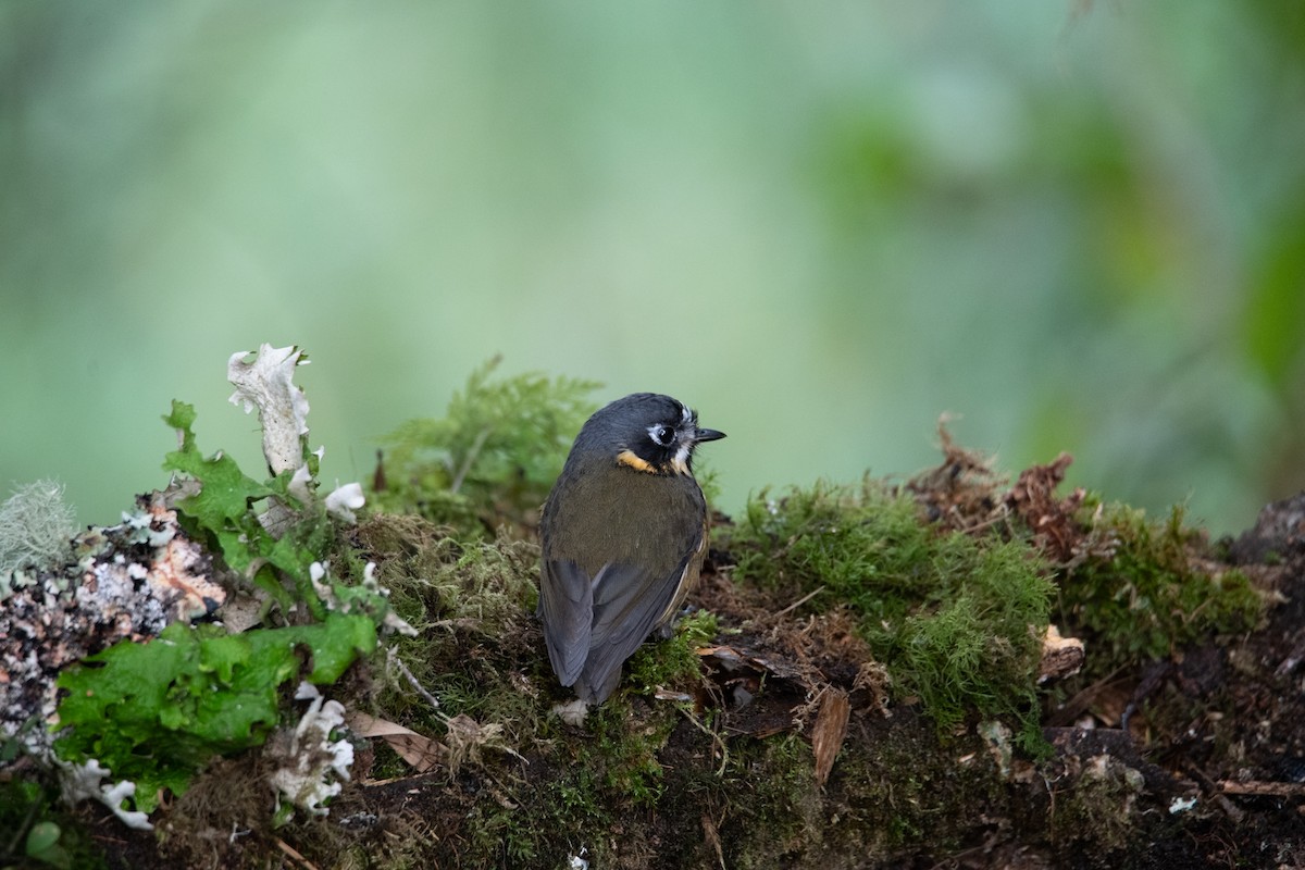 Crescent-faced Antpitta - Michael Barney