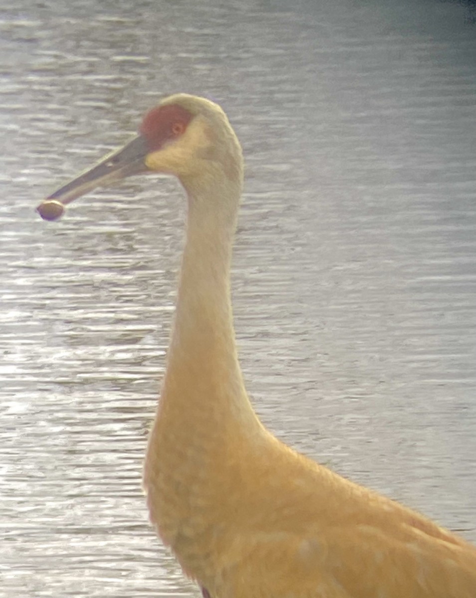 Sandhill Crane - Karl Brenner