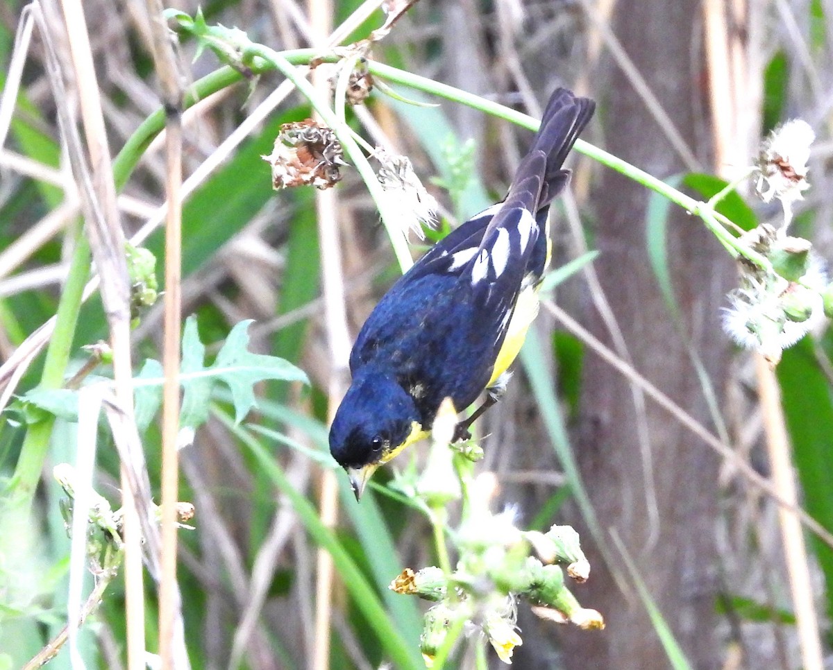 Lesser Goldfinch - ML616346529