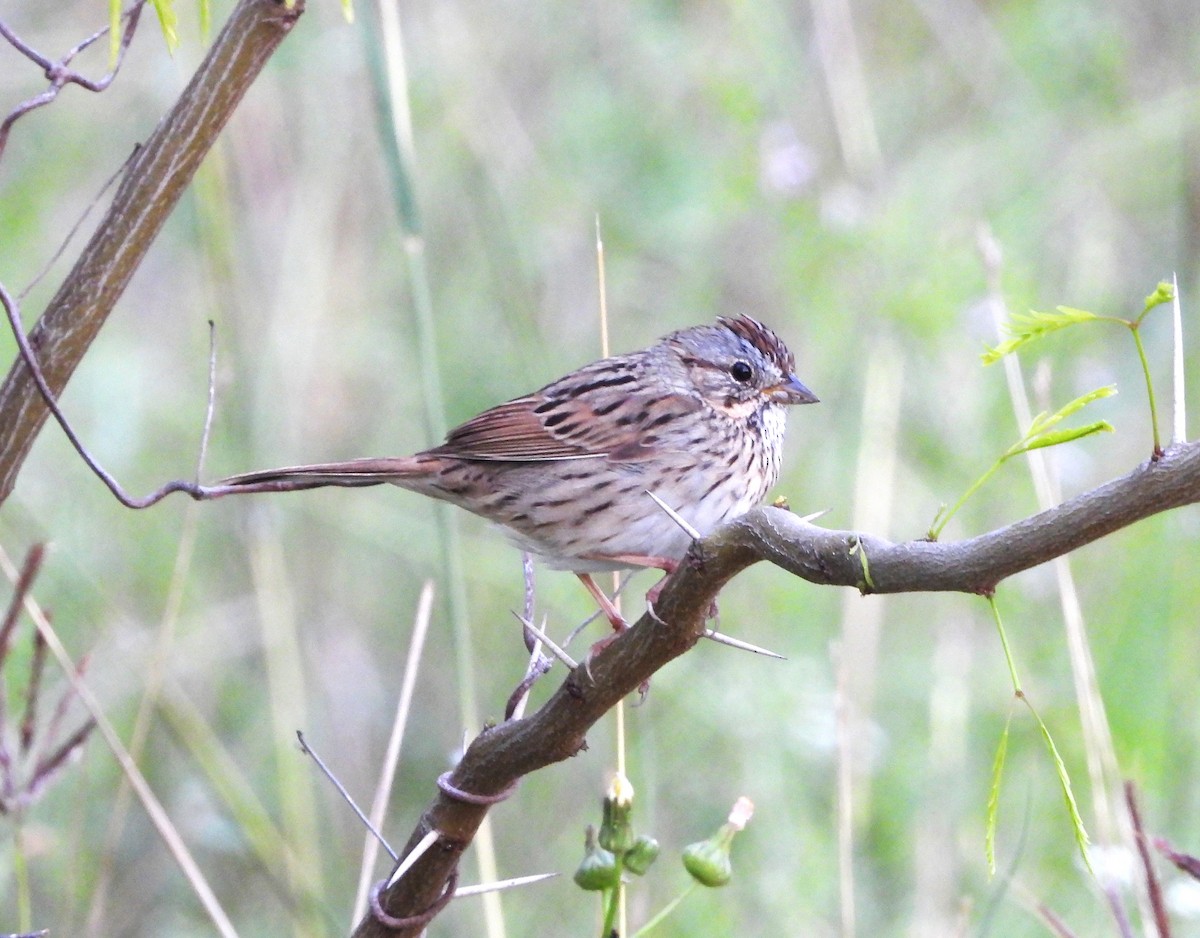 Lincoln's Sparrow - ML616346548