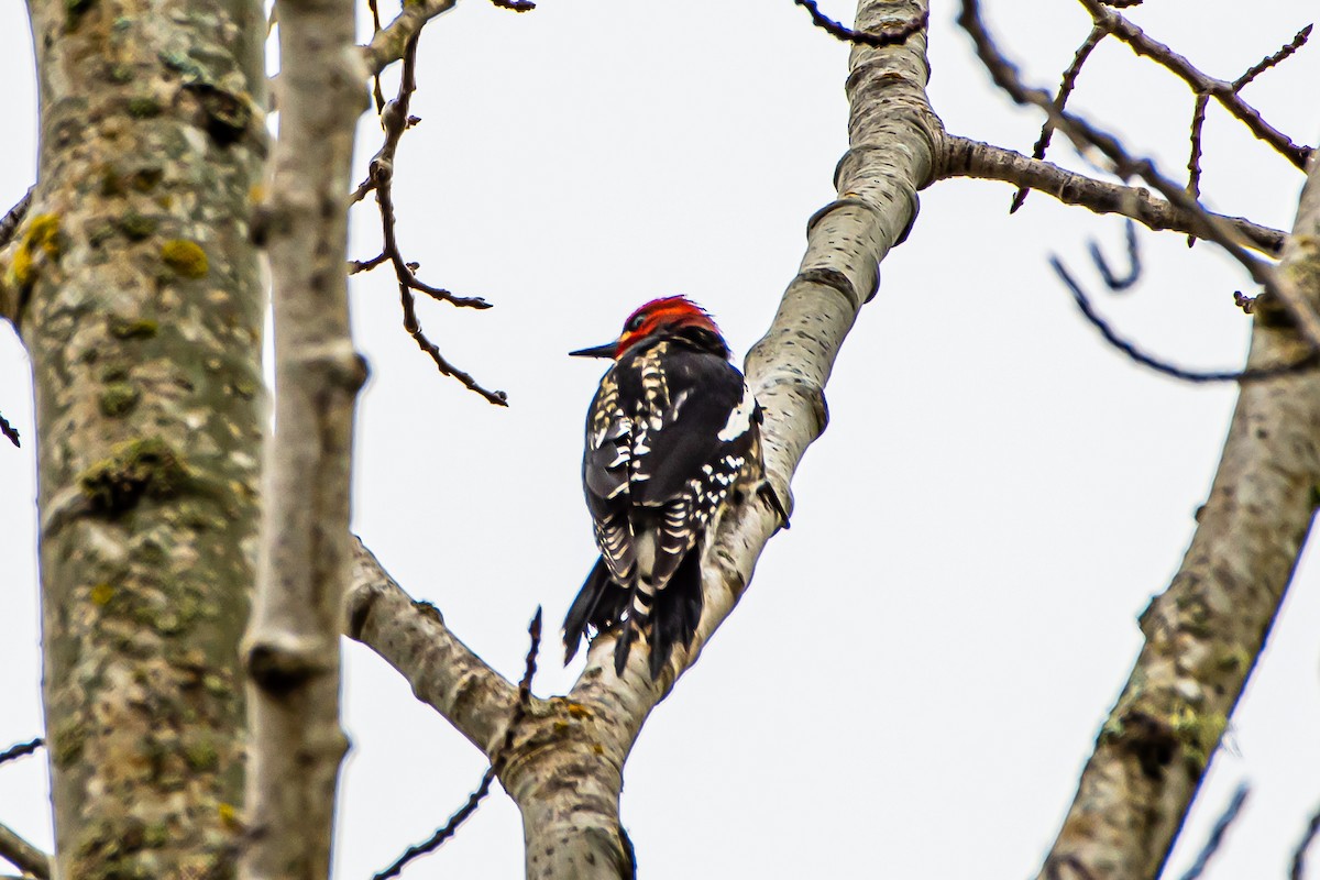 Red-breasted Sapsucker - ML616346549