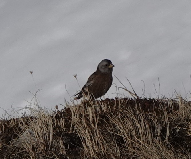 Gray-crowned Rosy-Finch - Connor Goff