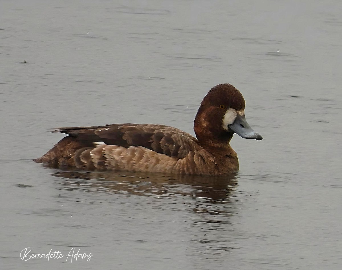 Lesser Scaup - ML616346719