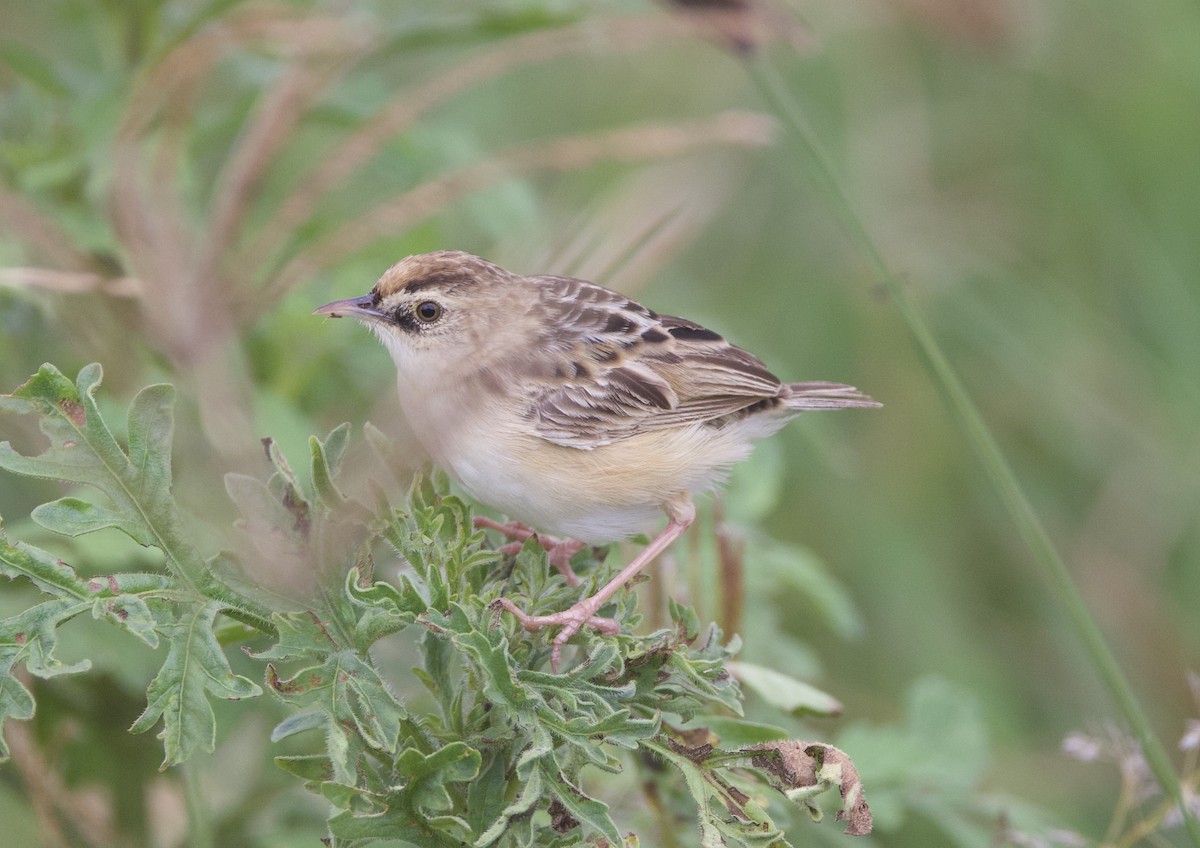 Pectoral-patch Cisticola - Gary Brunvoll