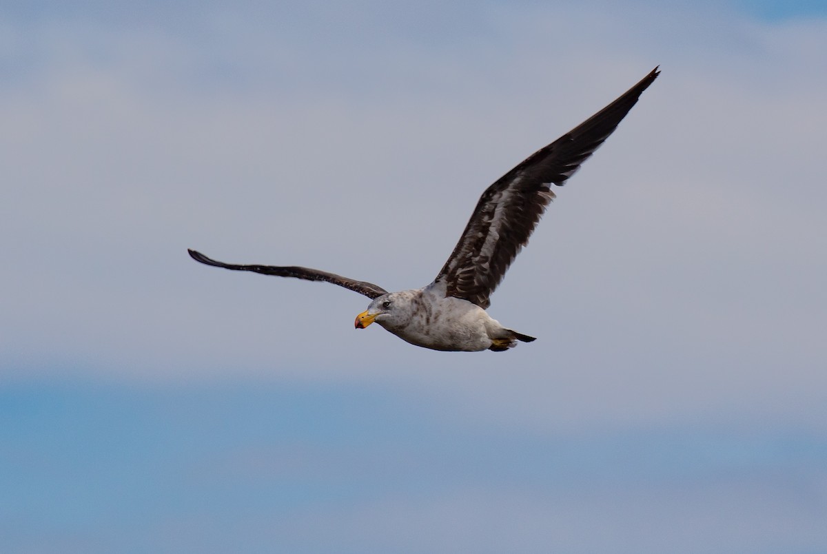 Pacific Gull - Hickson Fergusson