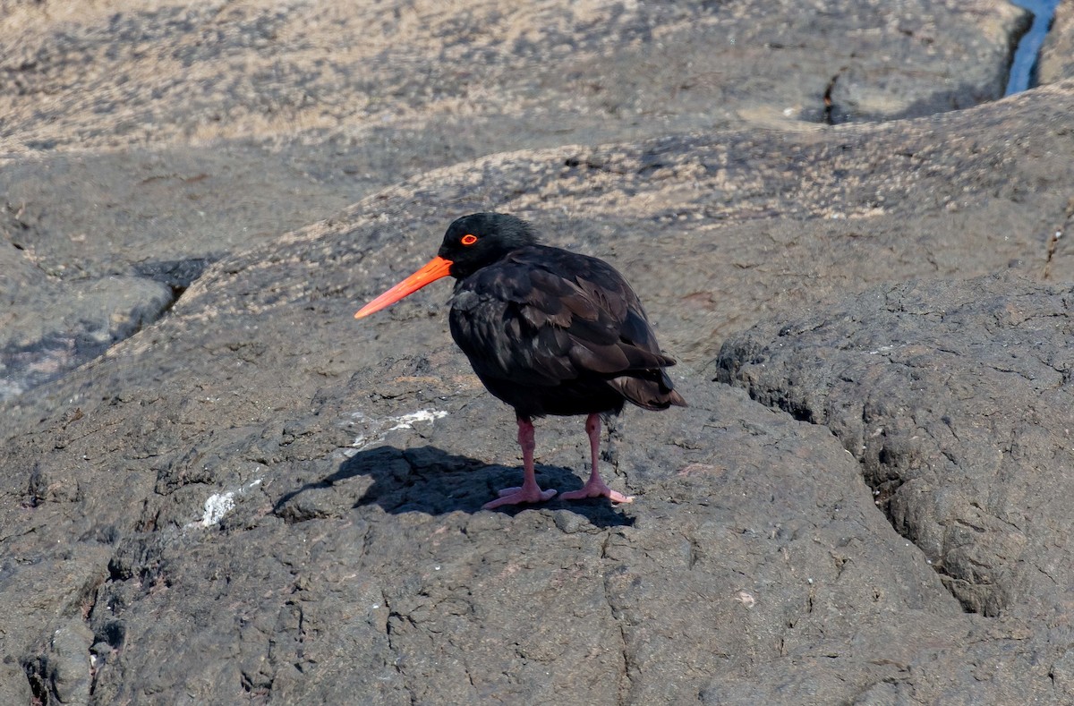 Sooty Oystercatcher - Hickson Fergusson