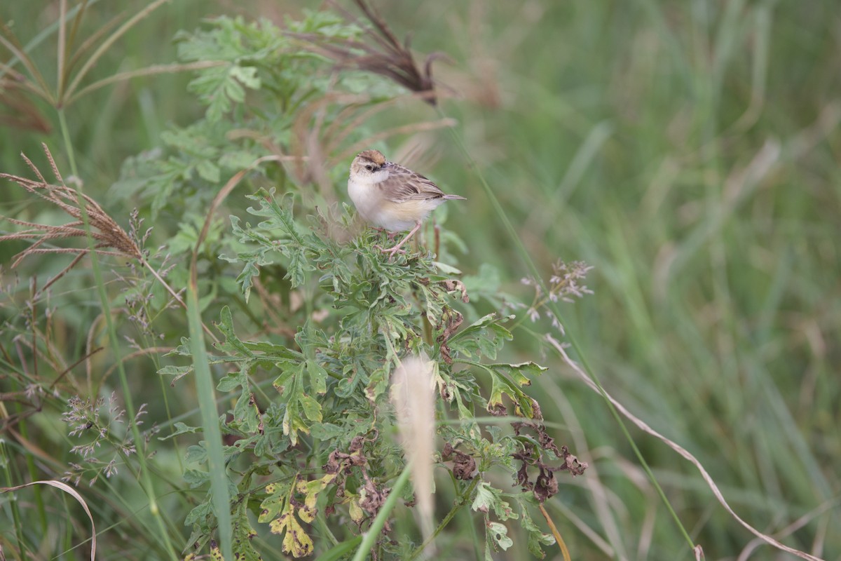 Pectoral-patch Cisticola - Gary Brunvoll