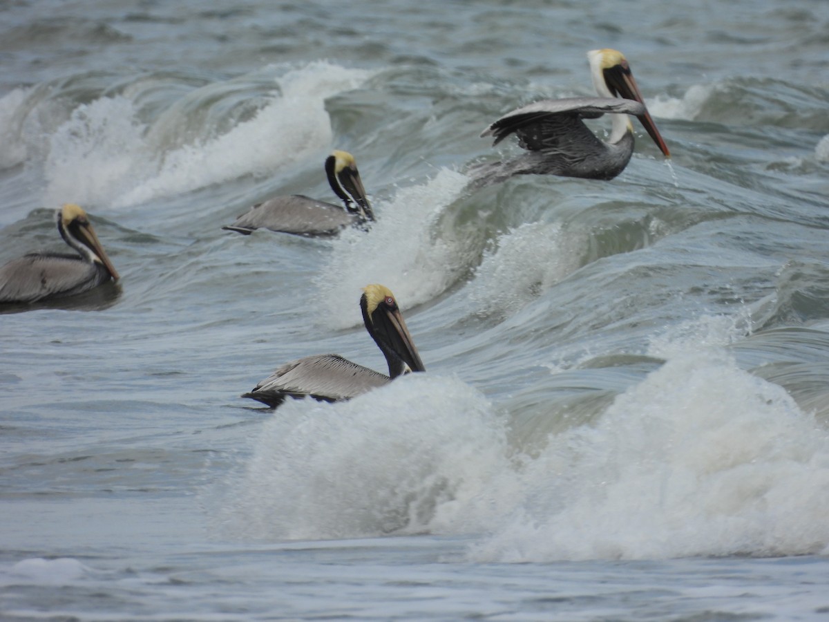 Brown Pelican - ML616346770