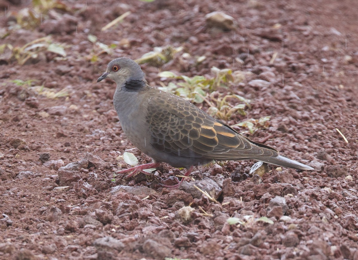 Dusky Turtle-Dove - ML616346777