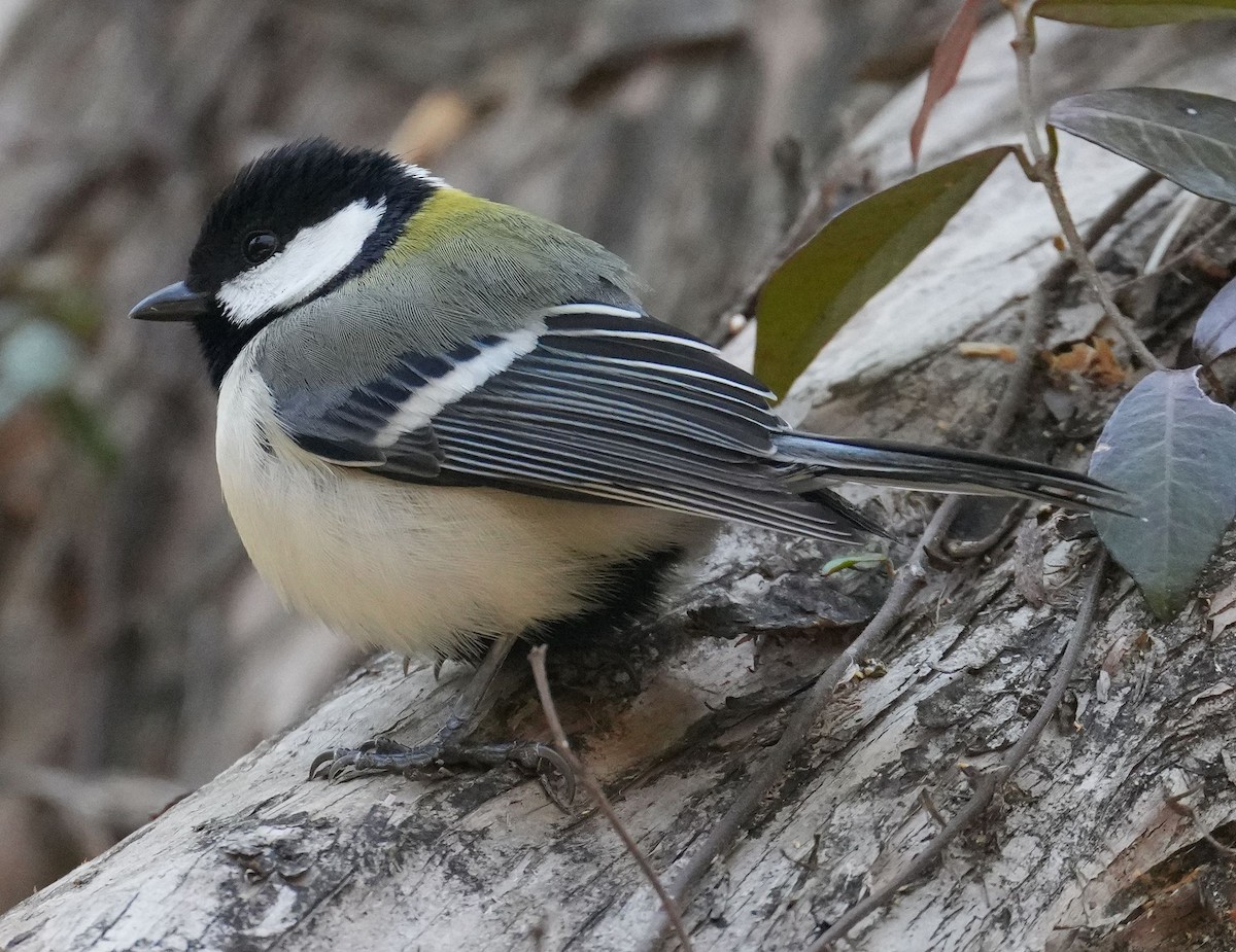 Japanese Tit - ML616346809