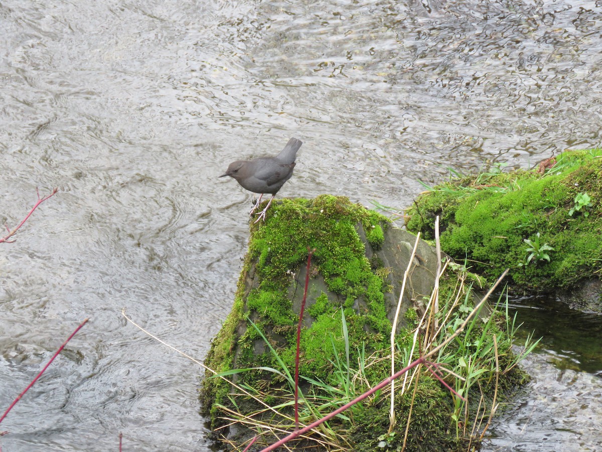 American Dipper - ML616346859