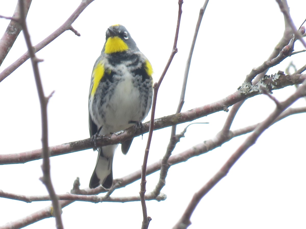 Yellow-rumped Warbler (Audubon's) - ML616346890