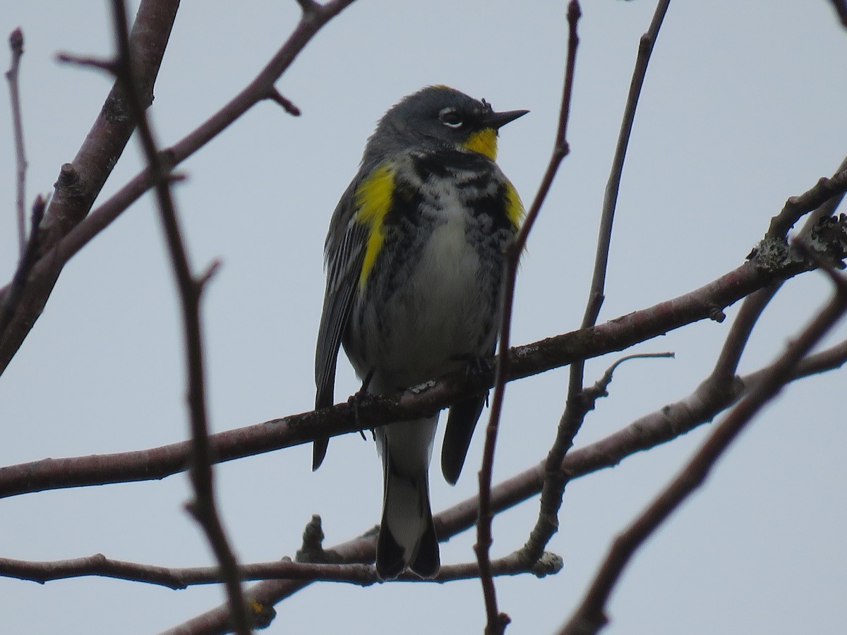 Yellow-rumped Warbler (Audubon's) - ML616346891