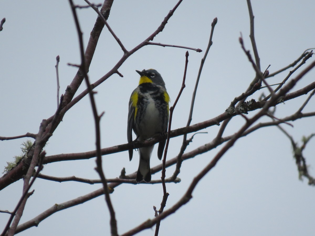 Yellow-rumped Warbler (Audubon's) - ML616346892