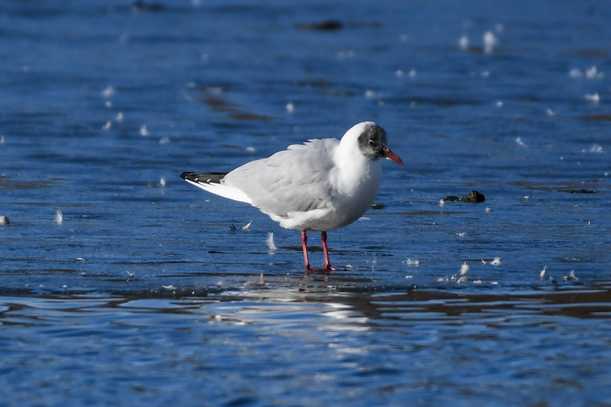 Mouette rieuse - ML616346980