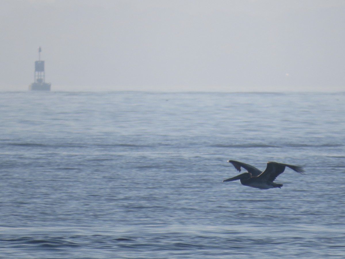 Brown Pelican - ML616347034