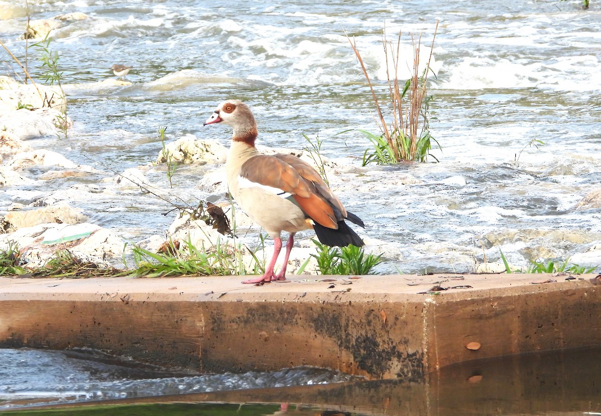 Egyptian Goose - ML616347051