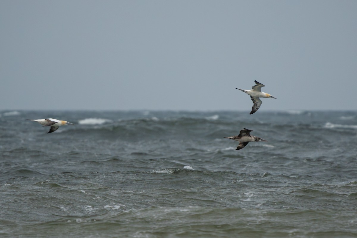 Northern Gannet - Dori Eldridge