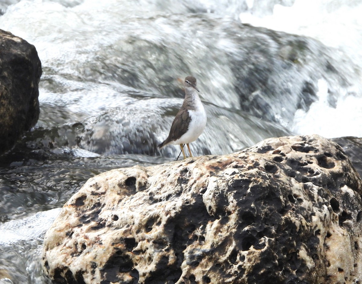 Spotted Sandpiper - ML616347058