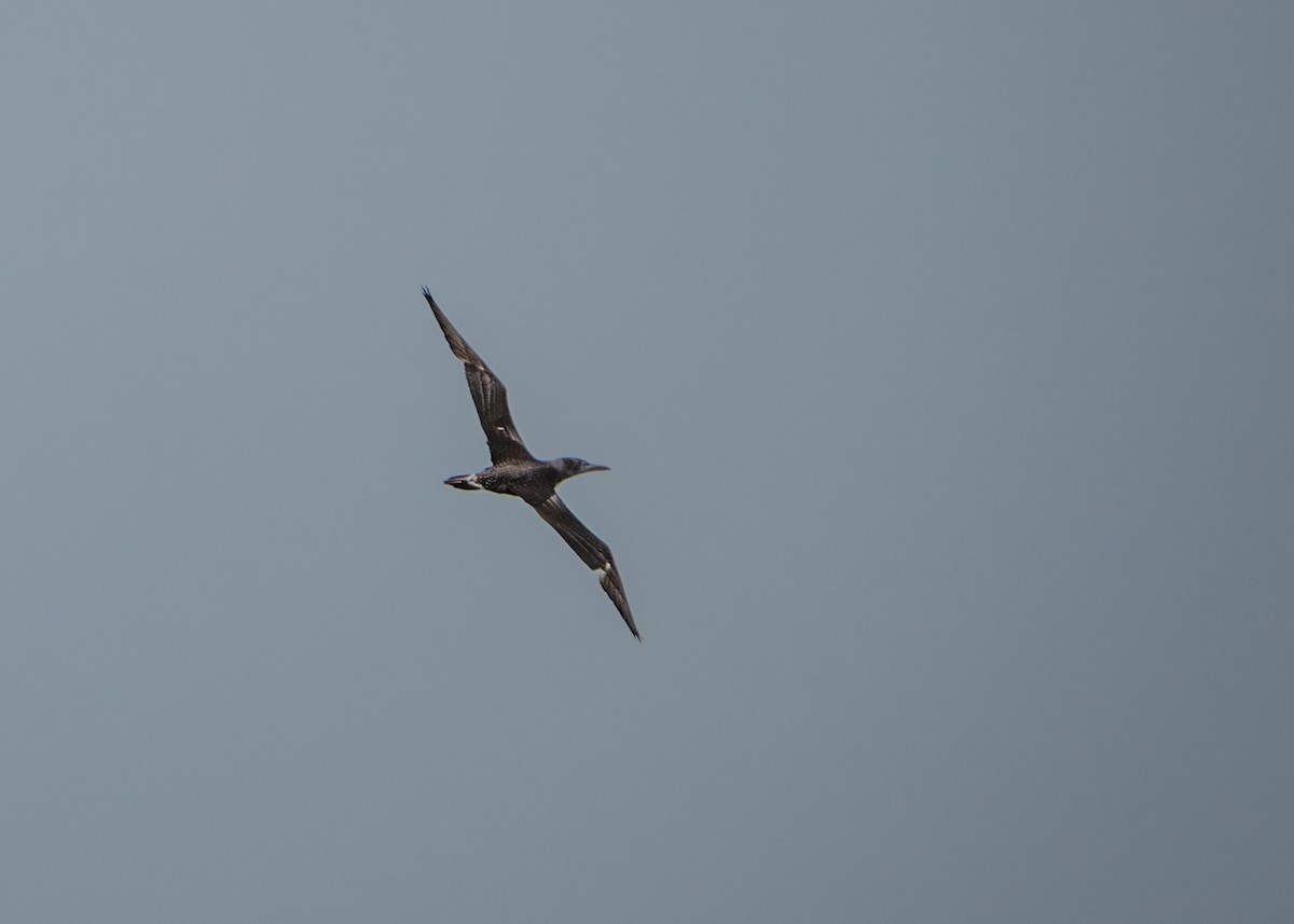 Northern Gannet - ML616347061