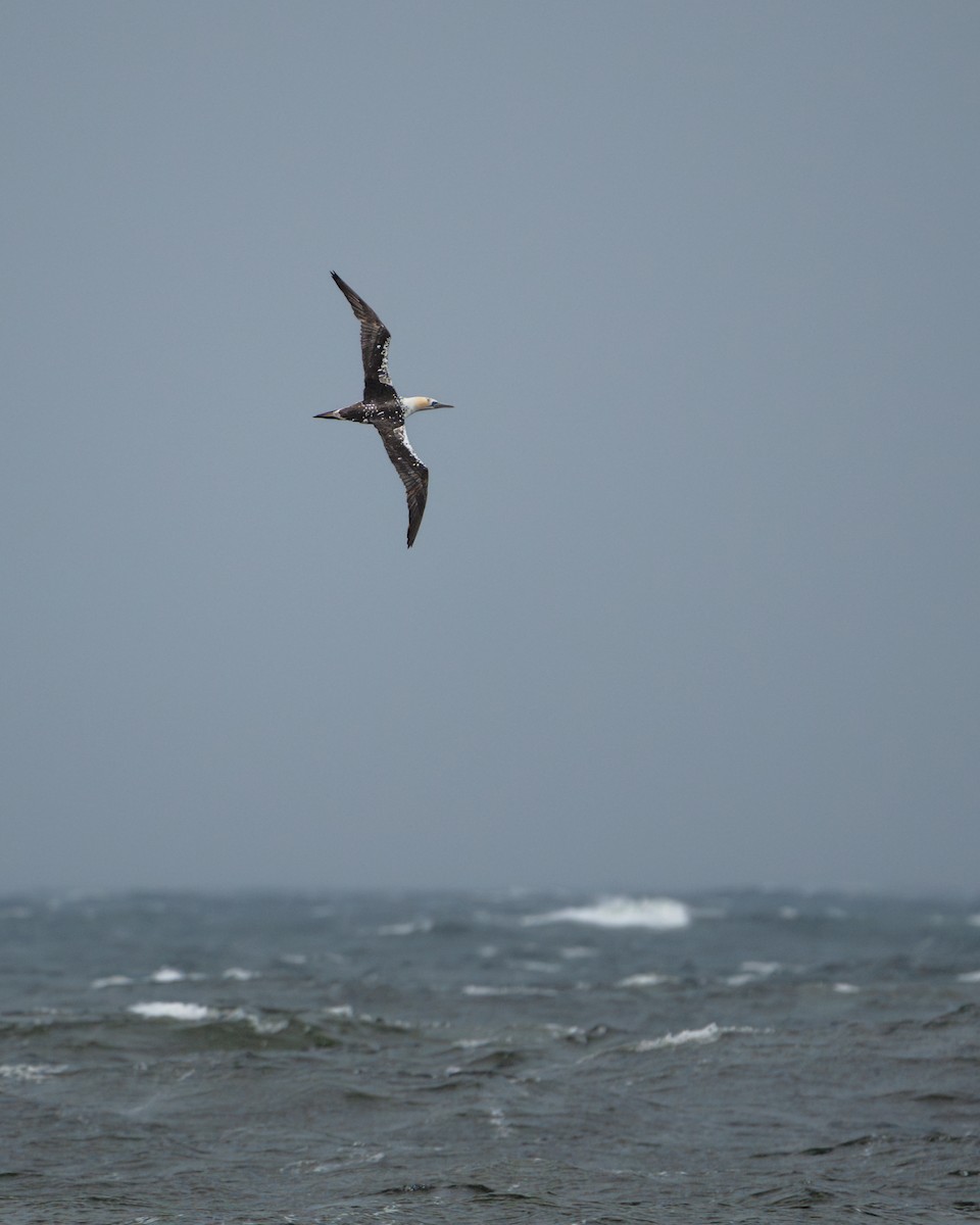 Northern Gannet - ML616347068