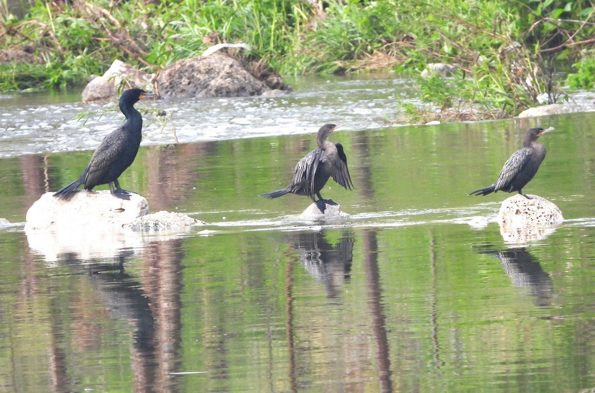 Double-crested Cormorant - ML616347078