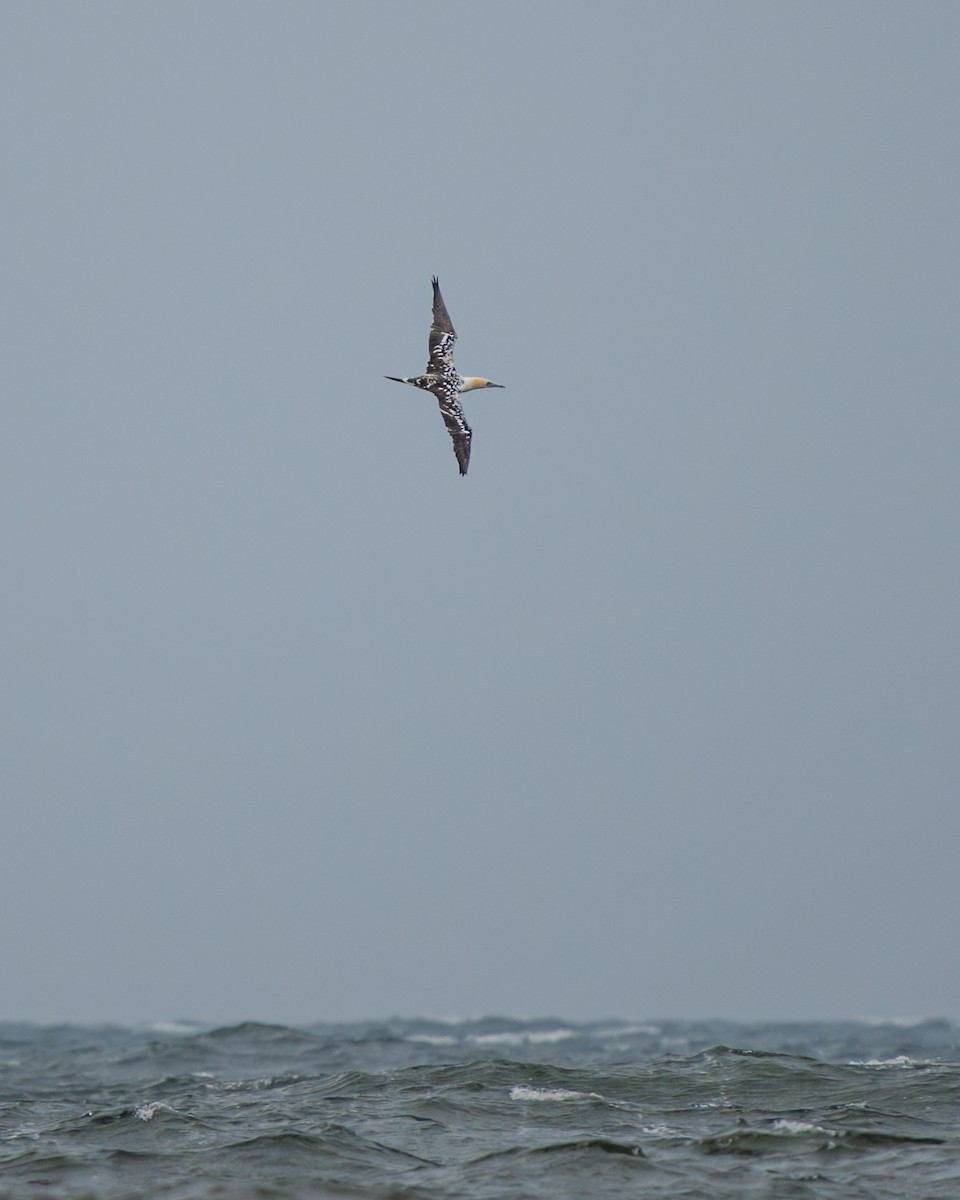 Northern Gannet - Dori Eldridge