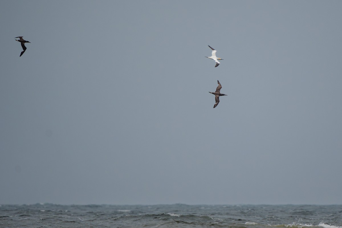 Northern Gannet - ML616347101