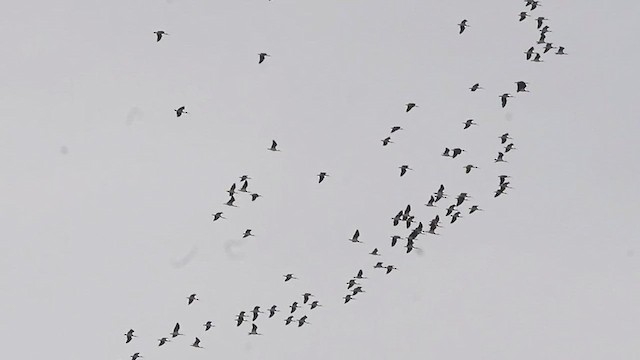 Straw-necked Ibis - ML616347119