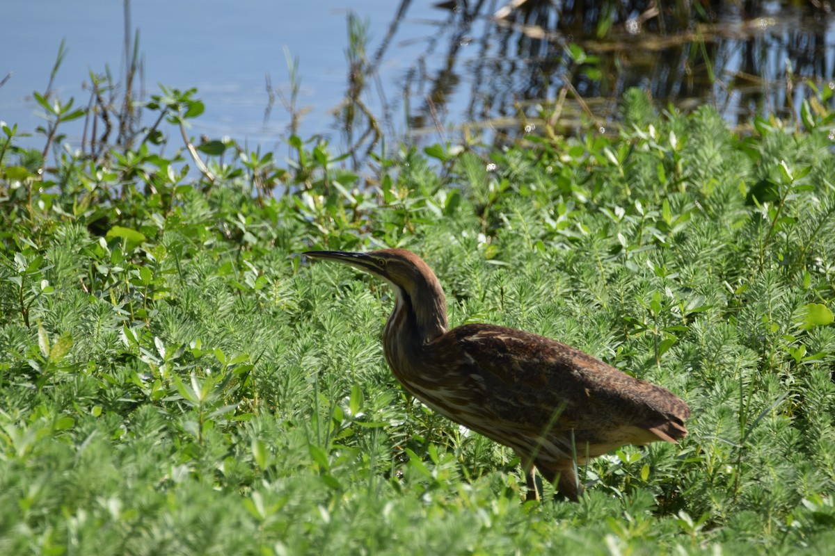 American Bittern - ML616347124