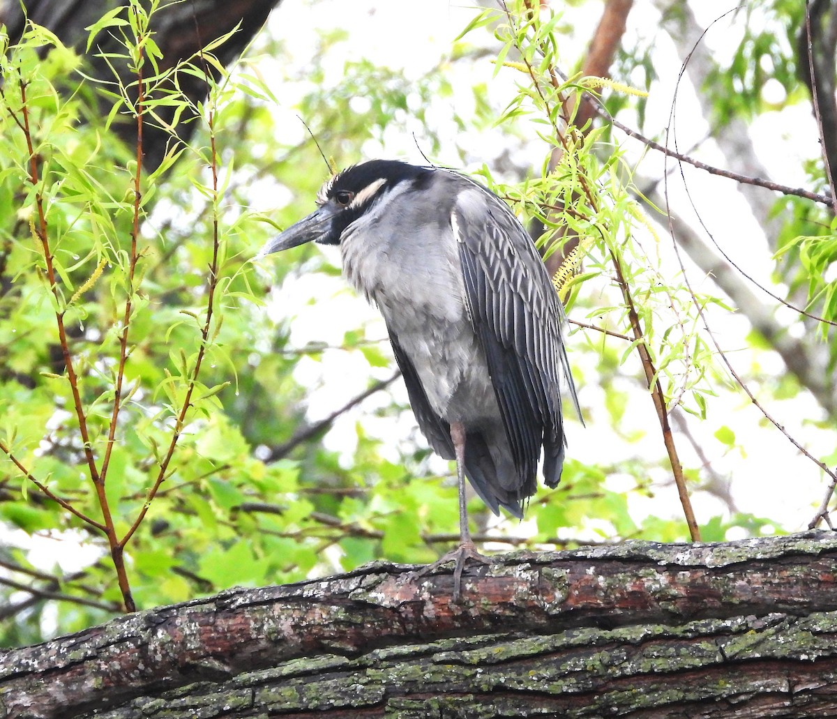 Yellow-crowned Night Heron - ML616347135