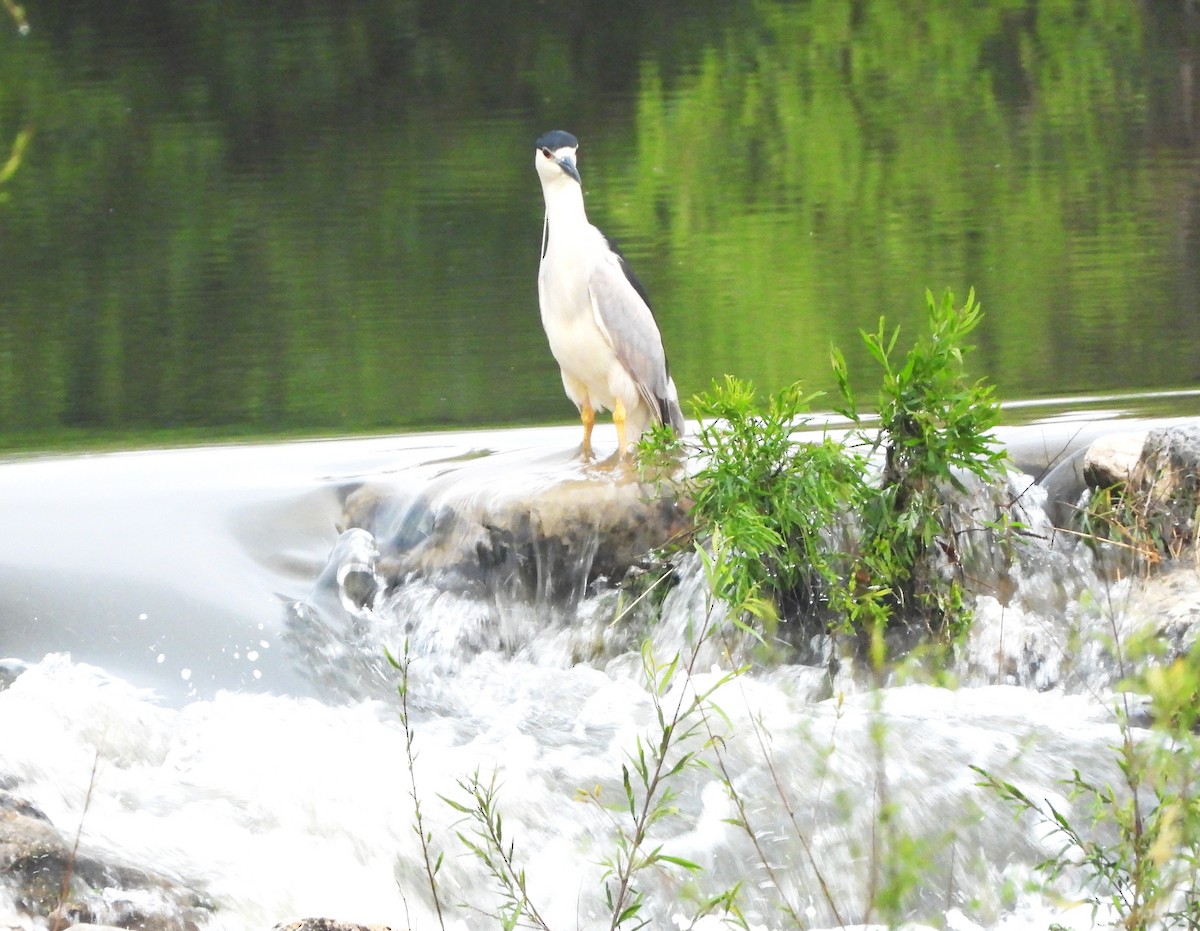 Black-crowned Night Heron - ML616347140