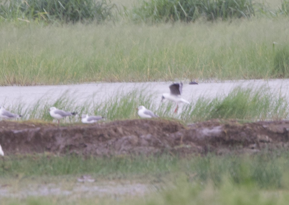 Gray-hooded Gull - ML616347142