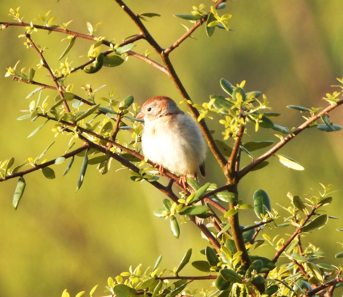 Field Sparrow - ML616347149