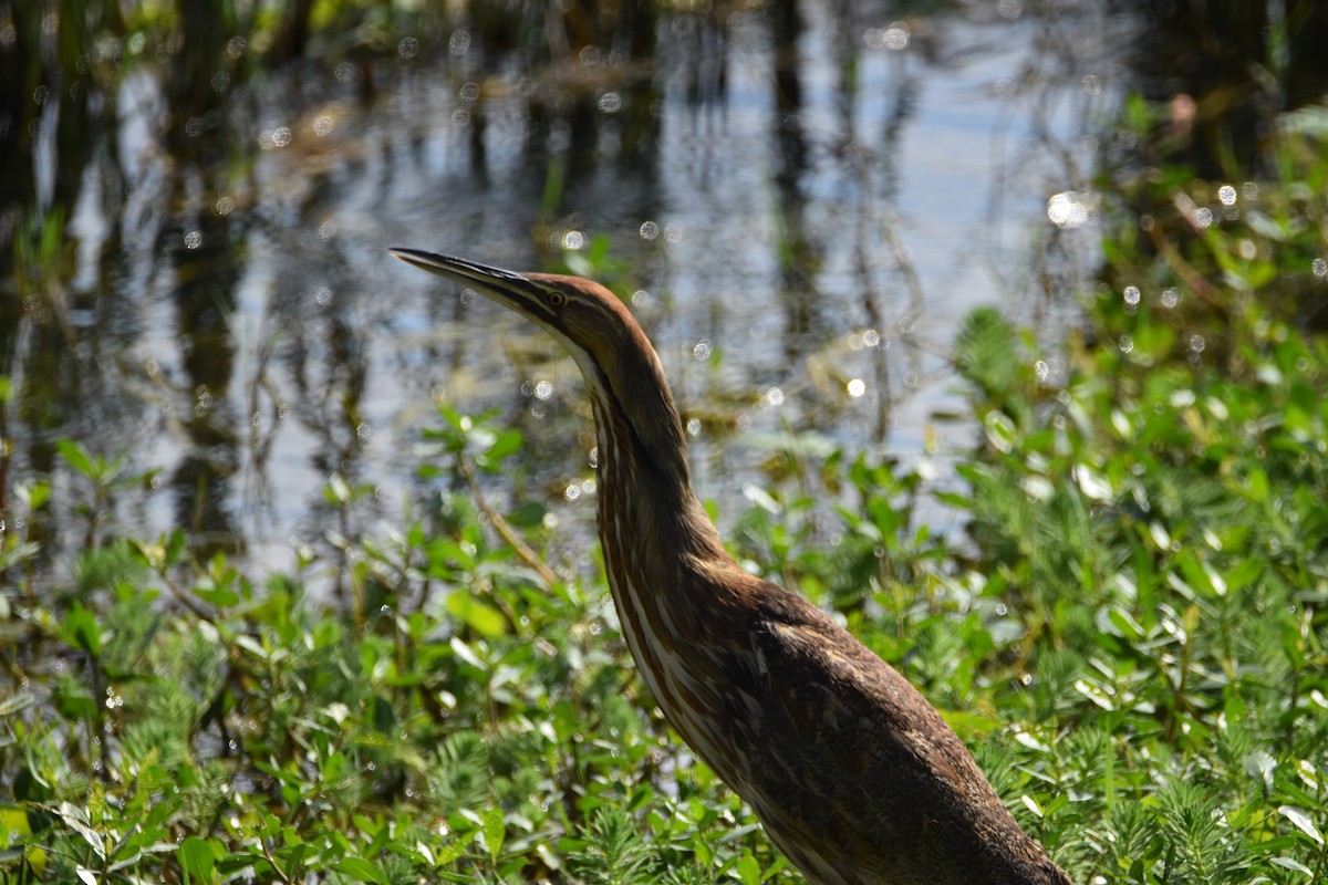 American Bittern - ML616347152