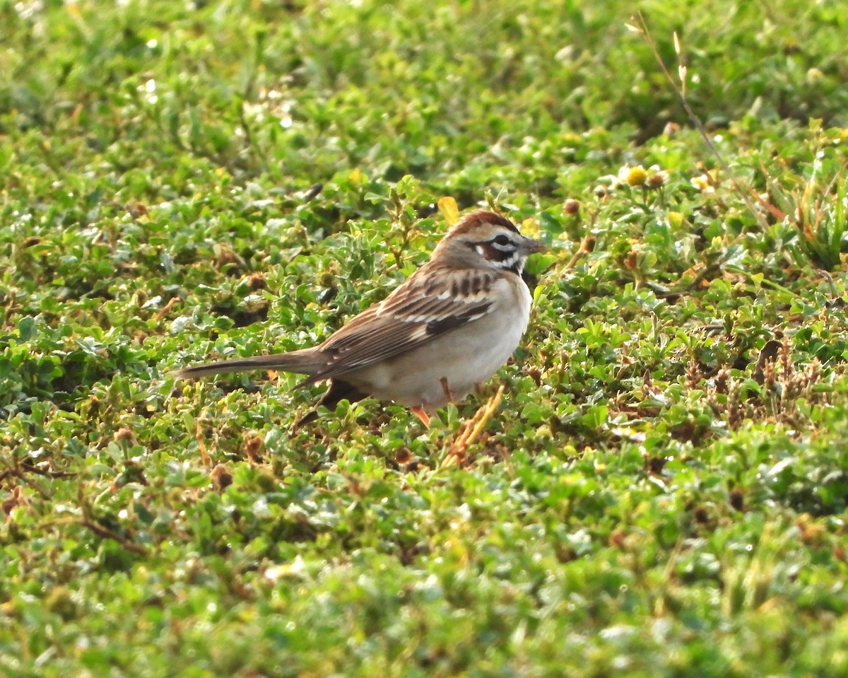 Lark Sparrow - ML616347158