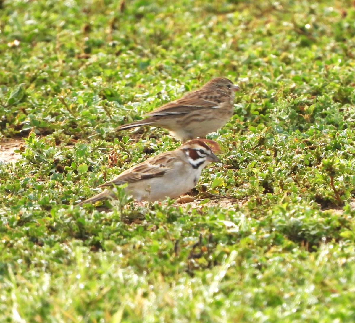 Lark Sparrow - ML616347159