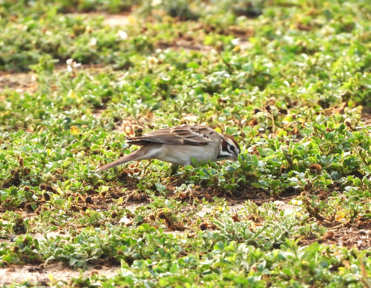 Lark Sparrow - ML616347160