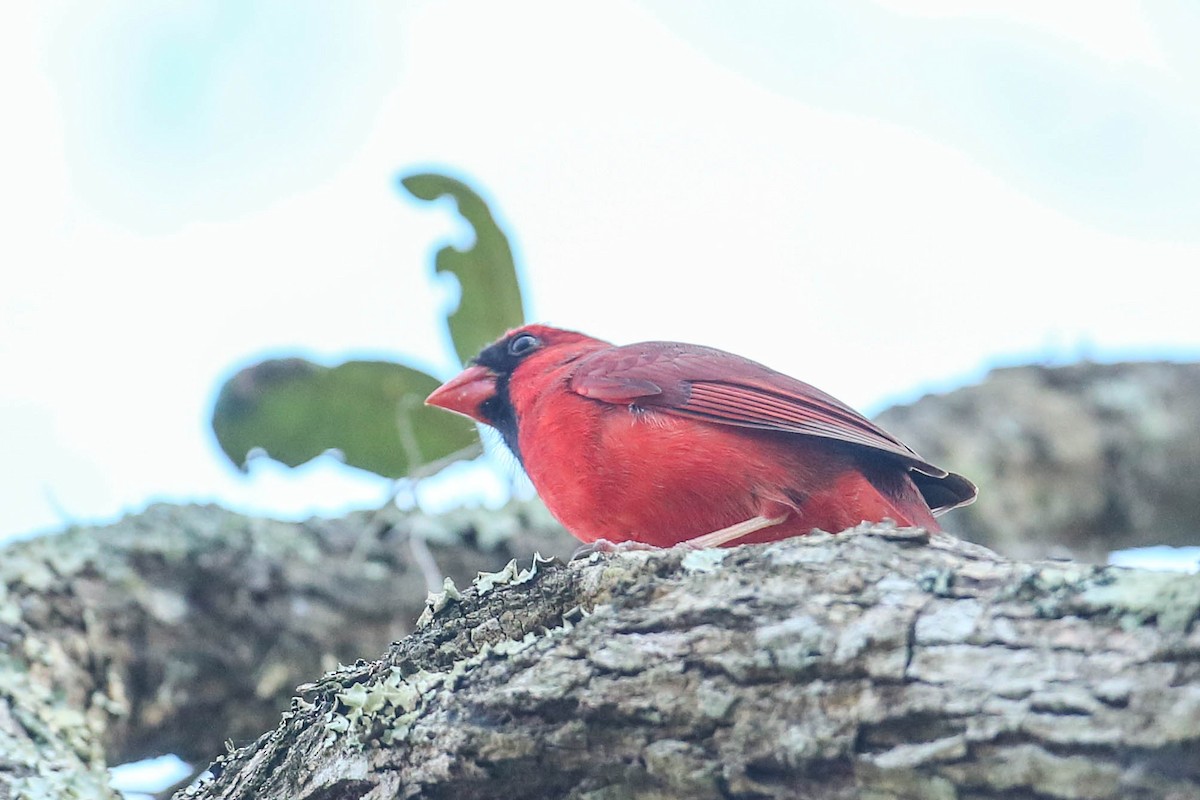 Cardinal rouge - ML616347190