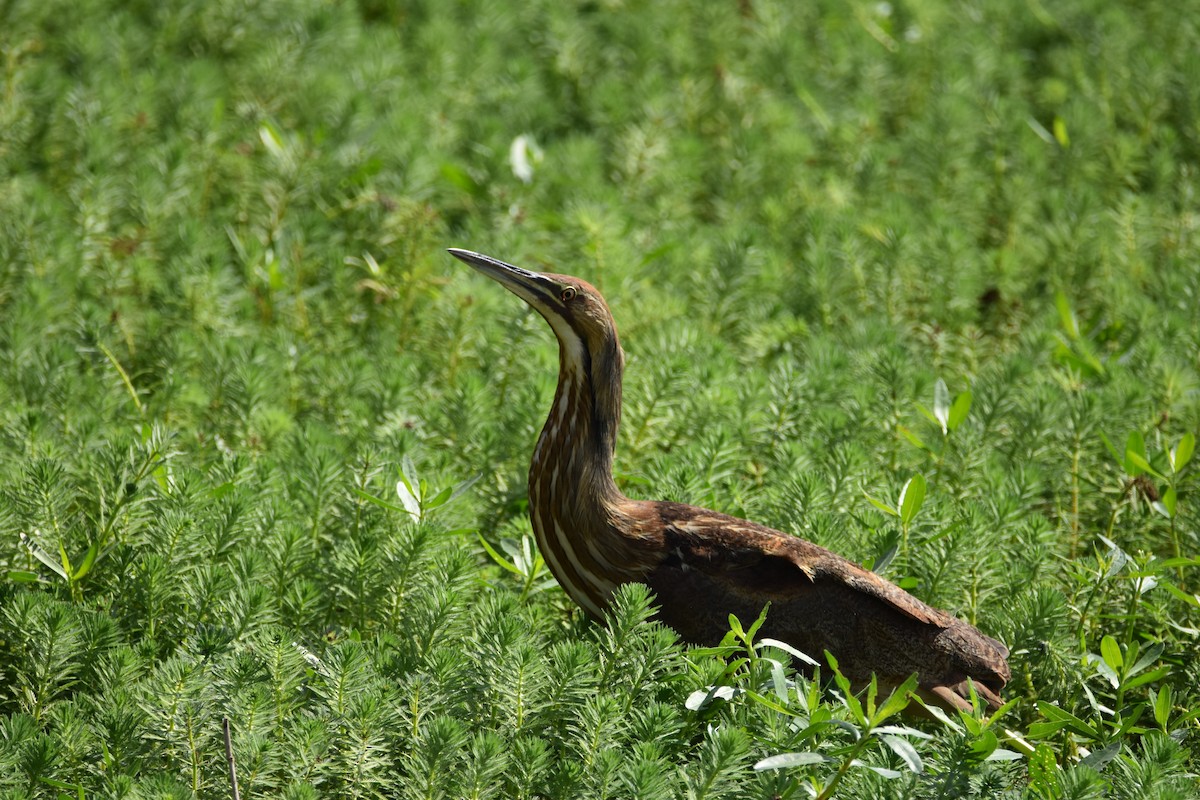 American Bittern - ML616347202