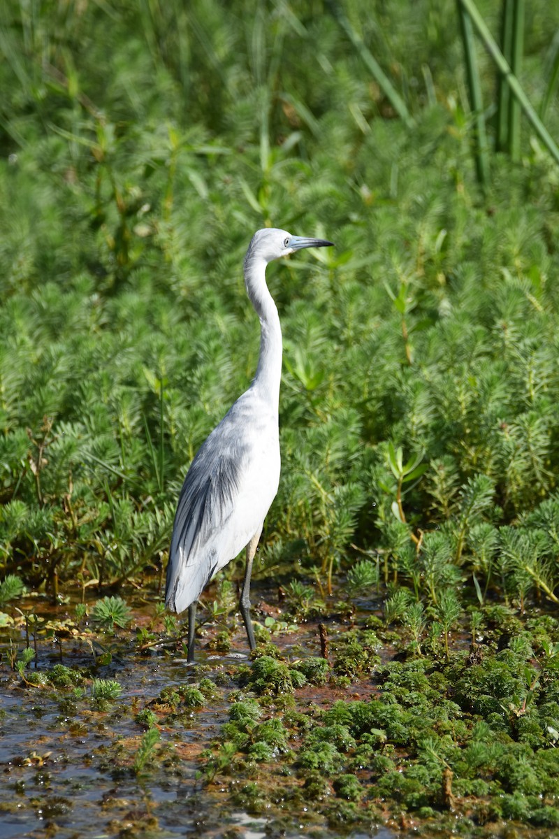 Little Blue Heron - ML616347256