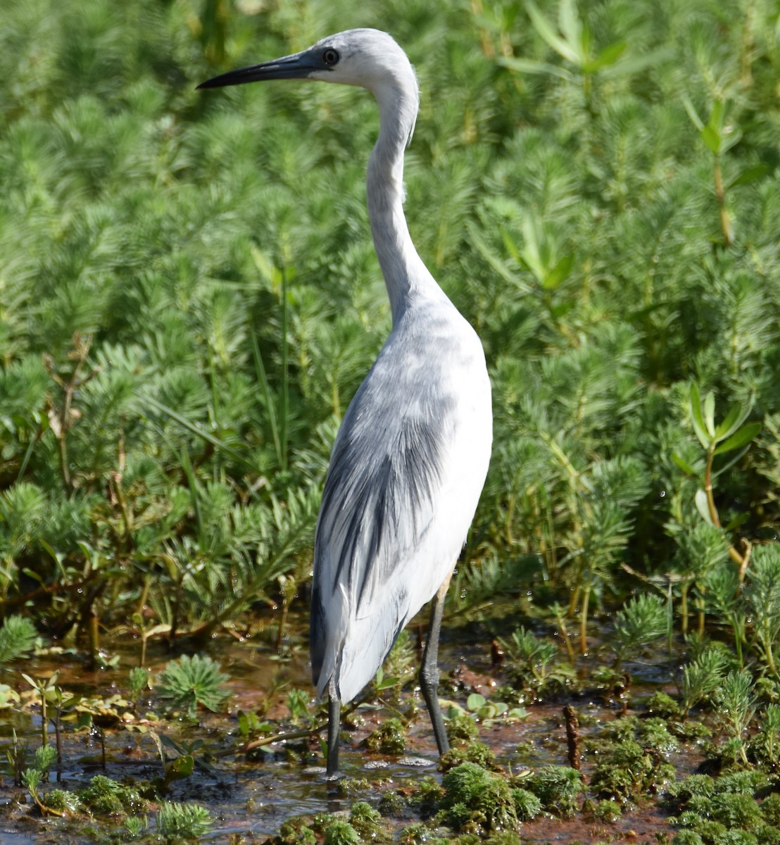 Little Blue Heron - ML616347271