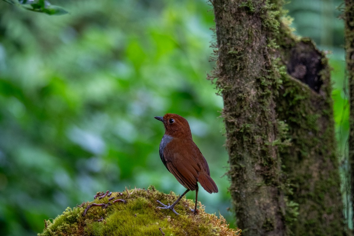 Bicolored Antpitta - Michael Barney