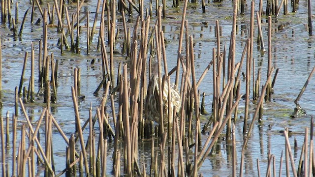 アメリカサンカノゴイ - ML616347306