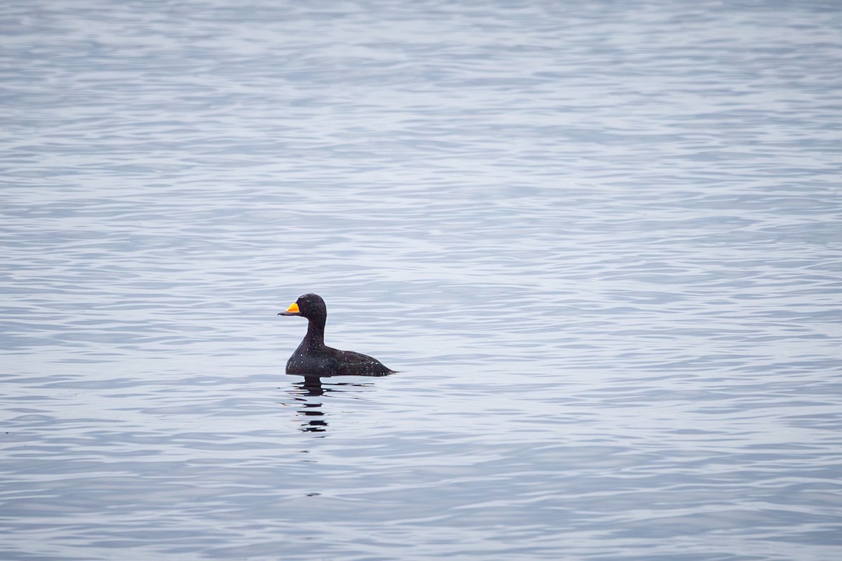 Black Scoter - ML616347355