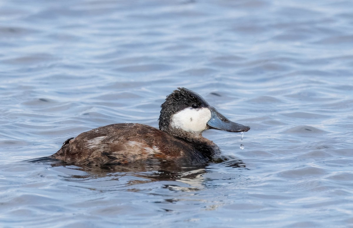 Ruddy Duck - ML616347416