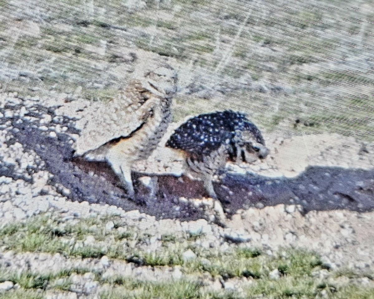 Burrowing Owl - ML616347428