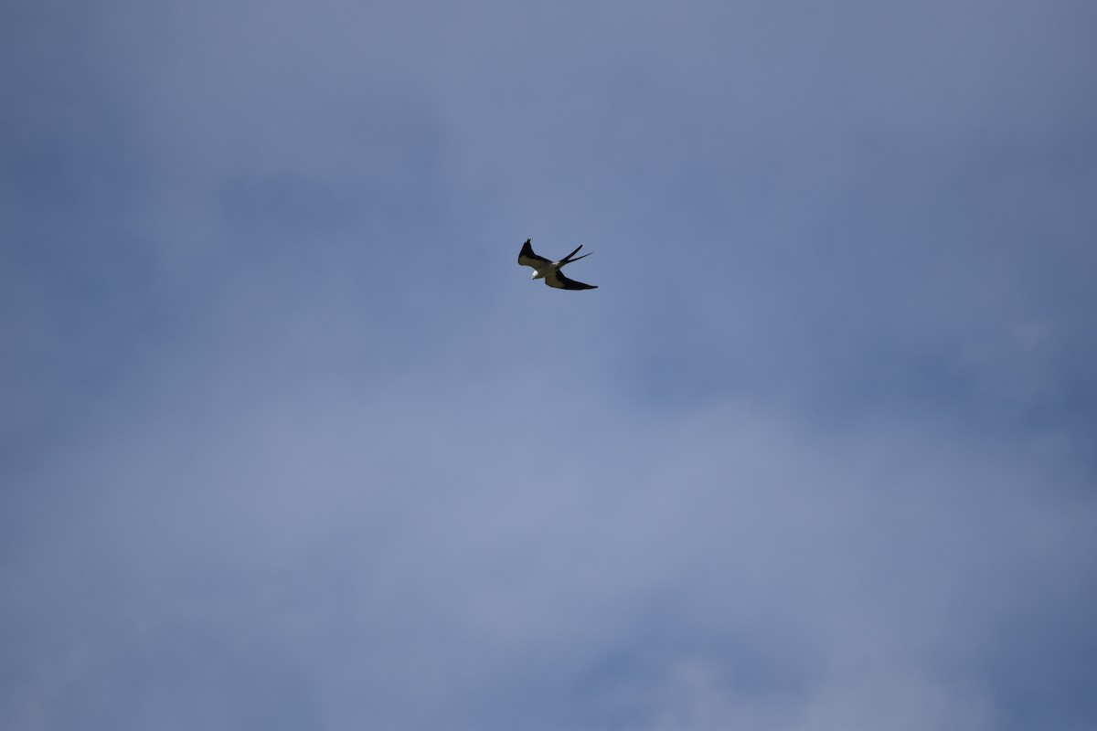 Swallow-tailed Kite - ML616347439