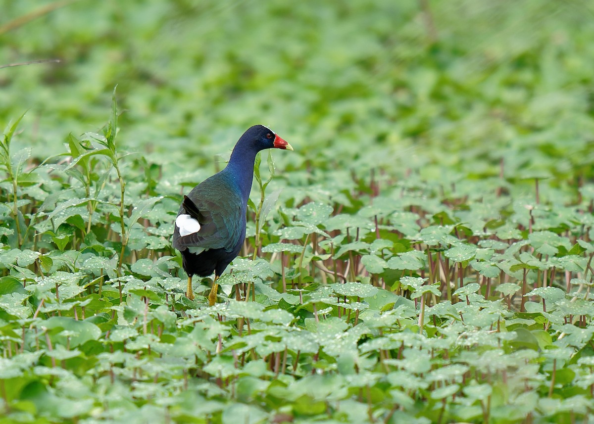 Purple Gallinule - KMJ Bird