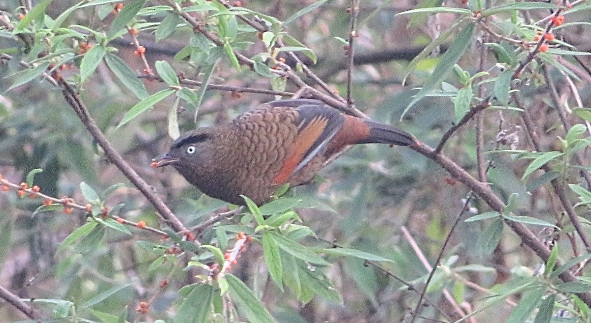 Blue-winged Laughingthrush - ML616347481